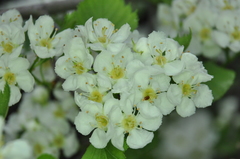 Crataegus chrysocarpa phoeniceoides
