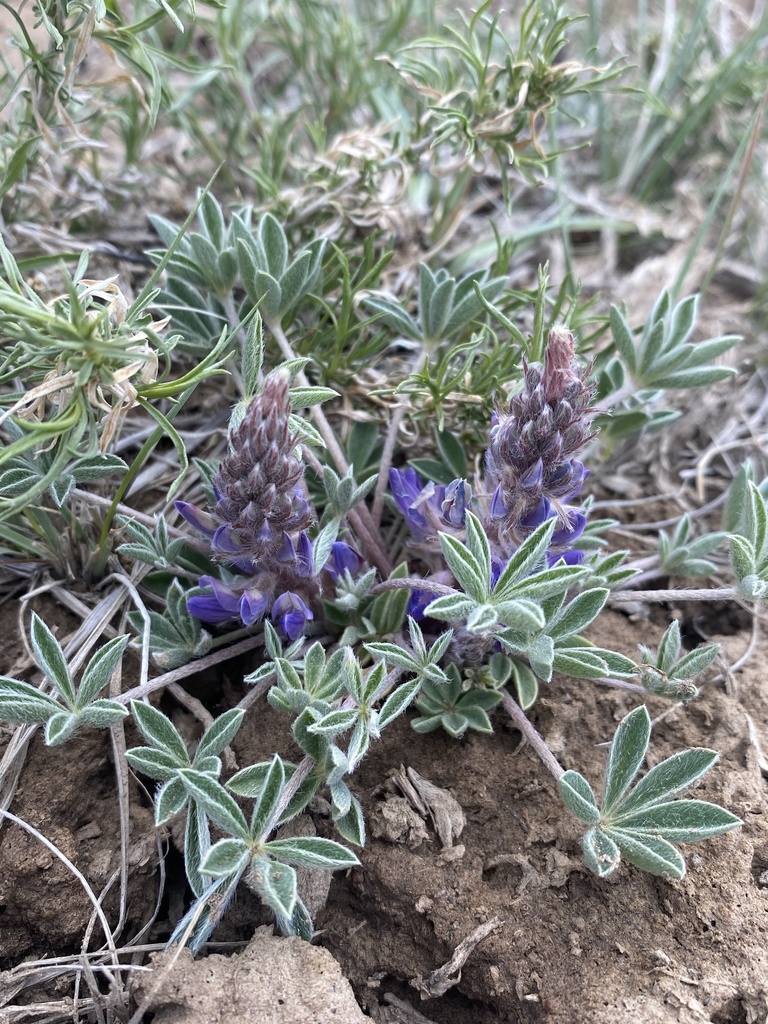 Lupinus caespitosus; photograph Matt Berger, CC BY, iNaturalist via GBIF