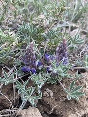 Lupinus caespitosus