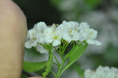 Crataegus chrysocarpa phoeniceoides