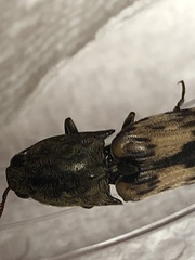 Pherhimius fascicularis