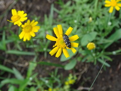 Acmaeodera obtusa