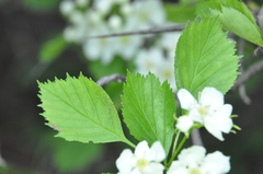 Crataegus chrysocarpa phoeniceoides