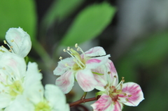 Crataegus chrysocarpa phoeniceoides