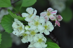 Crataegus chrysocarpa phoeniceoides