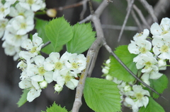 Crataegus chrysocarpa phoeniceoides