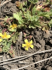 Potentilla subviscosa