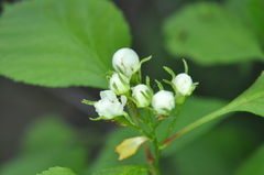 Crataegus chrysocarpa phoeniceoides