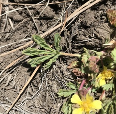 Potentilla subviscosa