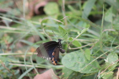 Battus philenor acauda