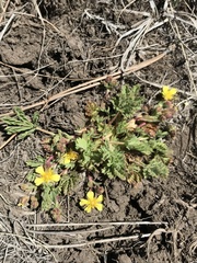Potentilla subviscosa