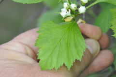 Crataegus chrysocarpa phoeniceoides
