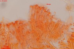 Orbilia phragmotricha