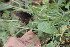 Battus philenor acauda