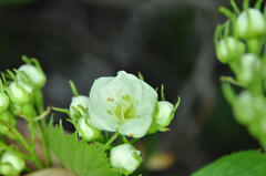 Crataegus chrysocarpa phoeniceoides