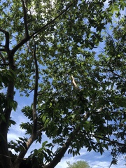 Psidium friedrichsthalianum