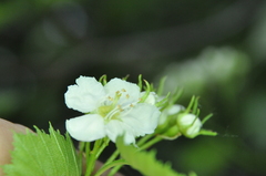 Crataegus chrysocarpa phoeniceoides