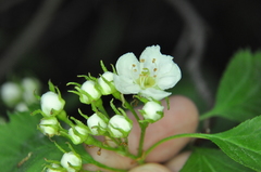 Crataegus chrysocarpa phoeniceoides