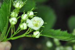 Crataegus chrysocarpa phoeniceoides