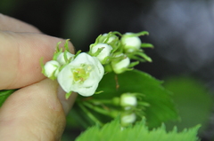 Crataegus chrysocarpa phoeniceoides