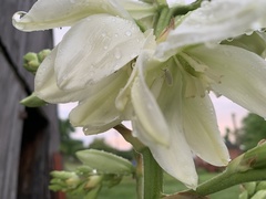 Tegeticula yuccasella