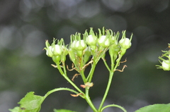 Crataegus chrysocarpa phoeniceoides