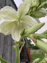 Tegeticula yuccasella