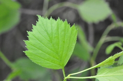Crataegus chrysocarpa phoeniceoides