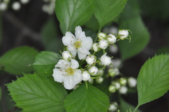 Crataegus chrysocarpa phoeniceoides