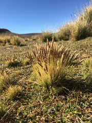 Calamagrostis vicunarum