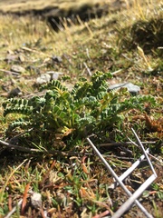 Astragalus arequipensis