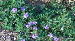 Glandularia polyantha