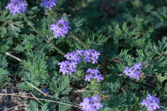 Glandularia polyantha