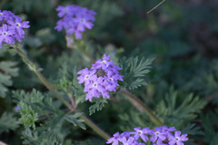 Glandularia polyantha