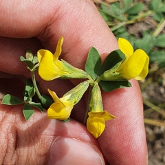 Lotus longisiliquosus image