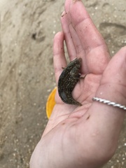 Chasmodes bosquianus