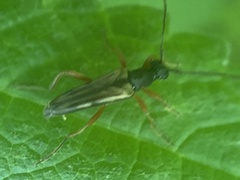 Analeptura
