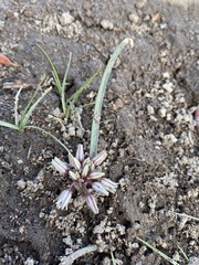 Allium parvum