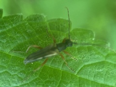 Analeptura