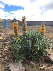 Lupinus cuzcensis