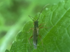Analeptura