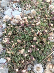 Laennecia artemisiifolia