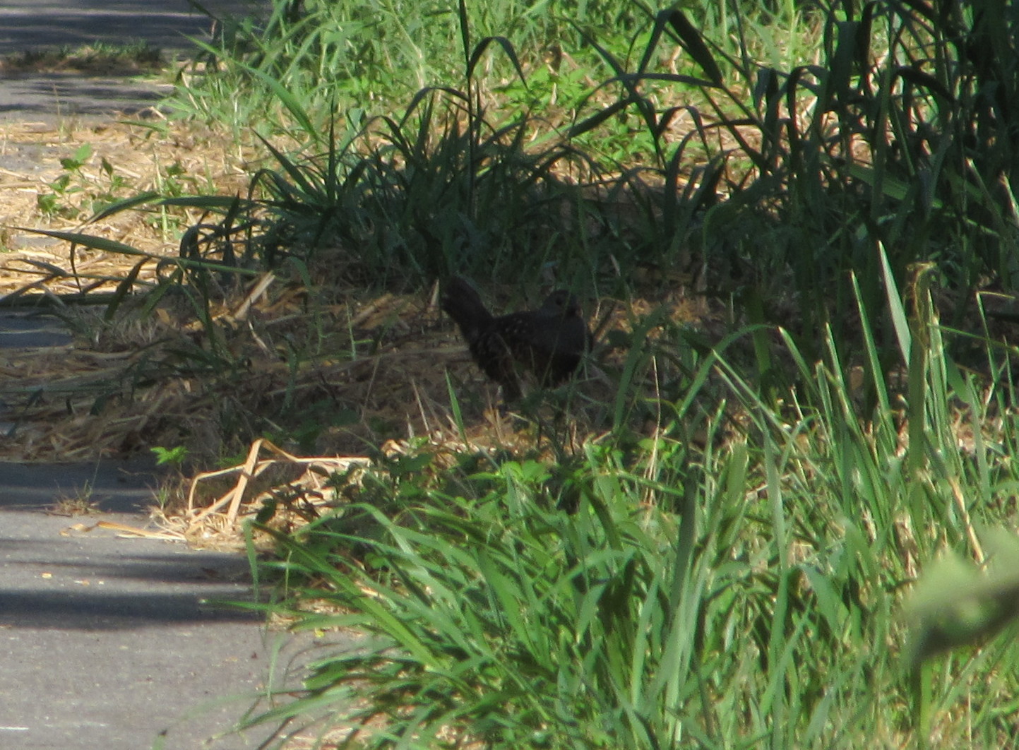 Taiwan Bamboo Partridge
