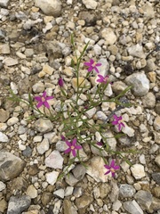Zeltnera beyrichii
