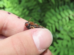 Magicicada septendecula