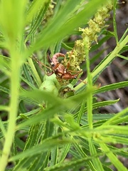 Strangalia sexnotata