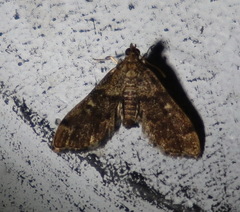 Nacoleia rhoeoalis