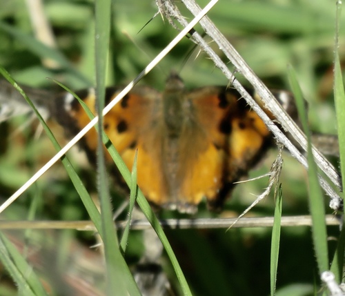 iNaturalist observation photo of California Tortoiseshell