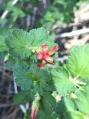 Ribes pinetorum