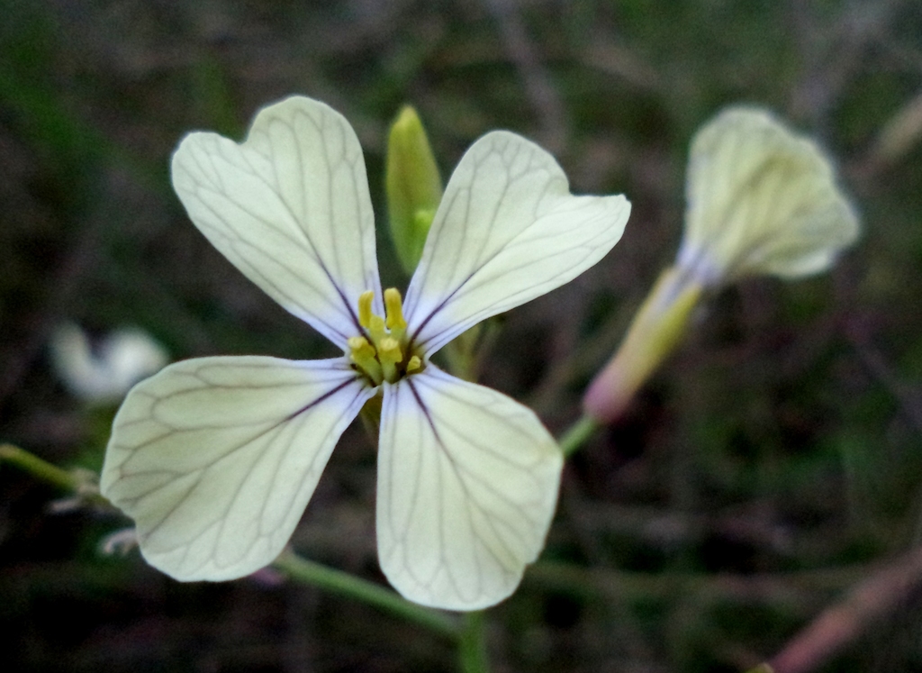 Arugula Roquette - Eruca sativa